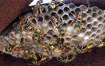 Wasps: Paper Wasps