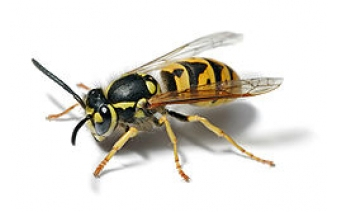 Yellow Jackets